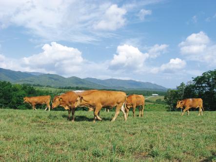 浦臼牧場では5月から10月まで、広々した放牧地で親子放牧します。